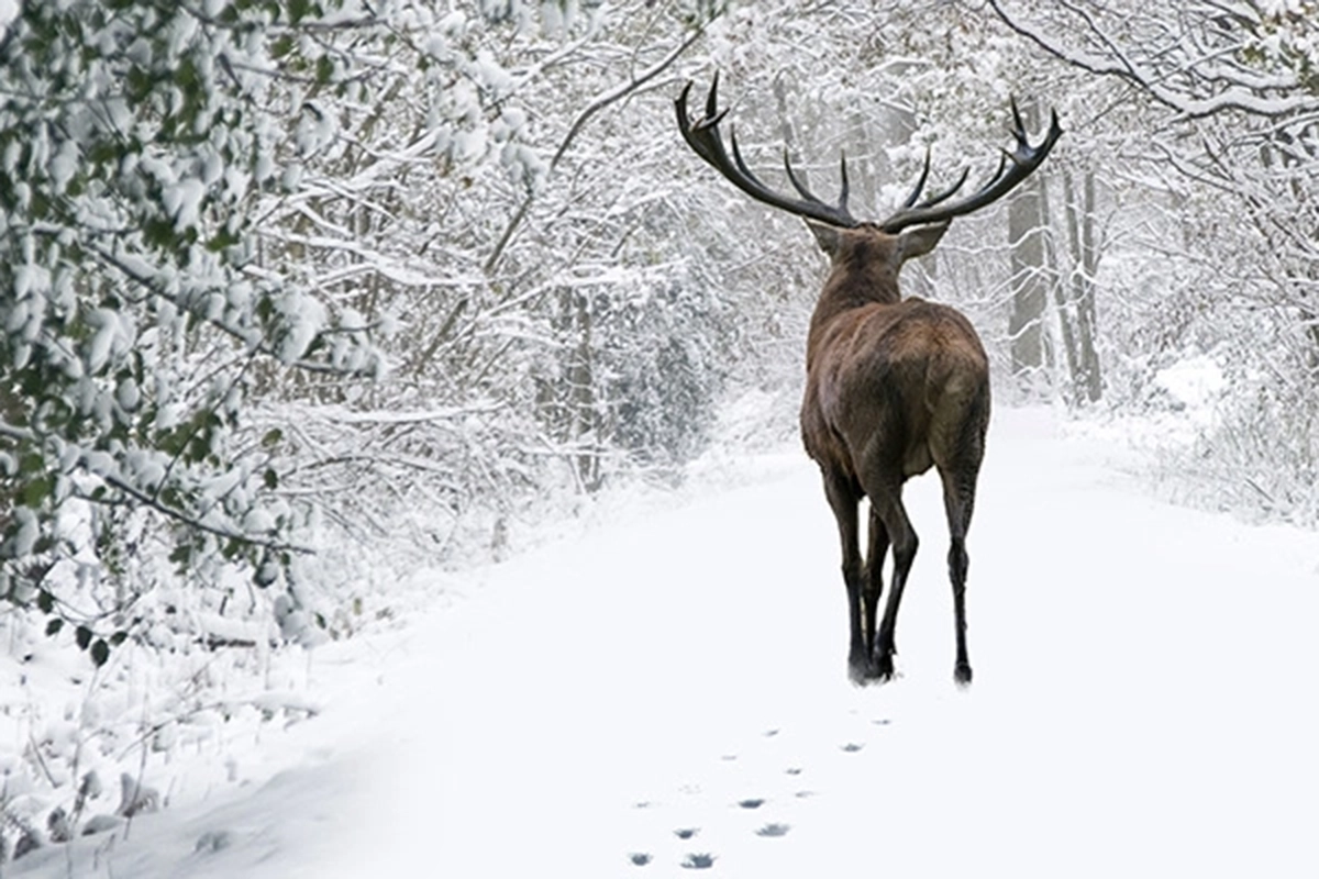 Images of a dear in winter